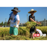 研学乐！赫山区花季“农二代”暑期体验农耕文化