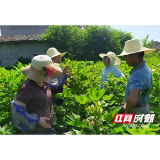 南县麻河口镇：专家田间“授课” 助力棉花高产