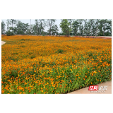 秋来花更芳！在益阳青龙洲赏花打卡，感受诗意秋韵