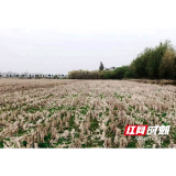 沅江：绿肥种植让农田更“绿”