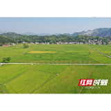 桃江：高标准农田精细灌溉 确保粮食稳产丰收
