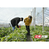 益阳赫山：新春草莓产销旺