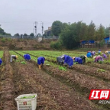南县武圣宫镇：菜苔移栽带动农村妇女就业增收