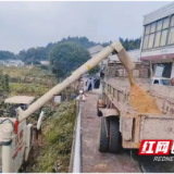 桃江县鲊埠回族乡：秋收正忙 “丰”景正好
