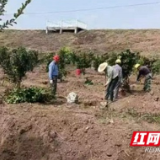 南县武圣宫镇：种下果树苗 助力发展庭院经济