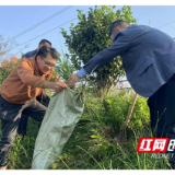 南县厂窖镇：铲除“加拿大一枝黄花” 筑牢生态安全防线