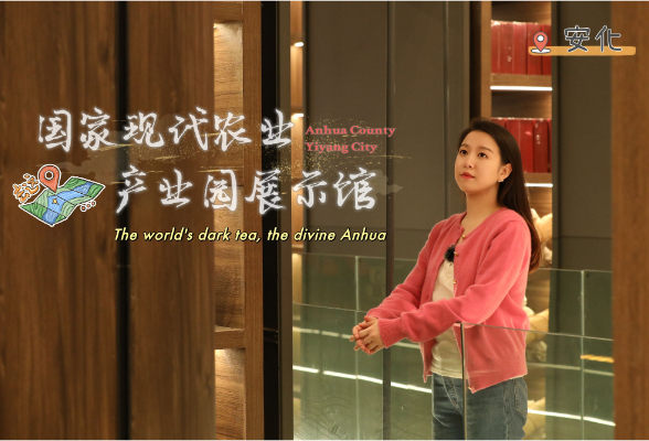 双语丨大数据全赋能的安化黑茶展示馆，和Zhuzhu一起来打卡！