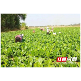 南县三仙湖镇：头茬菜苔采收忙