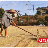 南县武圣宫镇：金秋时节助秋收 村部院坝“变身”晒谷场