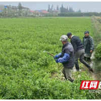 南县厂窖镇：特色芹菜助力乡村振兴