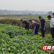 益阳高新区谢林港镇农技人员指导“秋冬种”油菜管理工作