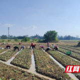 南县三仙湖镇：种植秋冬蔬菜 让“冬闲田”变“增收田”