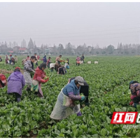 南县麻河口镇：菜薹采摘忙 巾帼展风采