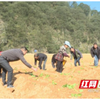 安化县新联村：修复河堤 让水毁地“变废为宝”