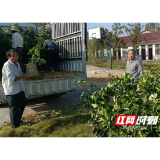 南县中鱼口镇：发展庭院“小经济”撬动乡村“大振兴”