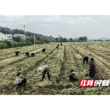 赫山区泉交河镇：抢抓农时移栽油菜 让“冬闲地”“绿色”过冬