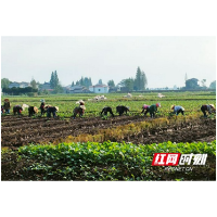 南县麻河口镇： “栽收同频” 冬季农忙正当时