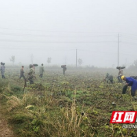 南县中鱼口镇：冬瓜喜迎丰收 农民增收致富