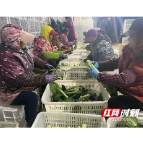 南县三仙湖镇：“小菜薹”成就致富大产业
