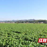 全国油菜高产竞赛 桃江县胜出