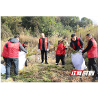 赫山区沧水铺镇：维护生态平衡 除灭外来“黄花”