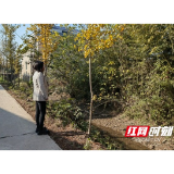 南县明山头镇：三长联动 守护生态美