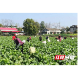 南县三仙湖镇：菜薹收获“好丰景” 乡村致富“好本领”