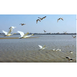 世界湿地日 | 保护洞庭湿地 共建生态家园