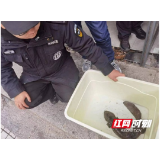 “娃娃鱼”路边搁浅 赫山警民携手相助