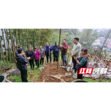 桃江：培育雷竹笋用示范林