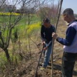 南县中鱼口镇：干群齐心协力 植树美丽乡村