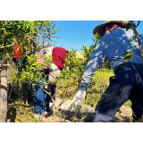 南县浪拔湖镇：春种“致富树” 同筑振兴路