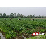 南县三仙湖镇：油菜采摘忙 轮作效益高