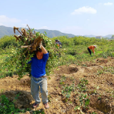 秧苗换树苗 桃江落实耕地保护