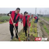 南县明山头镇：学雷锋义务植树忙 春日添绿扮靓美丽家园