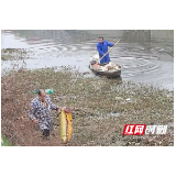 南县武圣宫镇：清理水葫芦  合力守护水环境