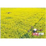 南县三仙湖镇：油菜花盛开 飞防春管忙