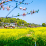 组图｜看益阳清溪村的繁花似锦