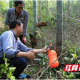 益阳林业多措并举打好竹蝗防治关键战