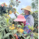 南县浪拔湖镇：委员担当履职 助力乡村振兴