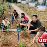 桃江：自辟校内基地 推进劳动教育