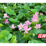 今日夏至丨不用去西湖，在大通湖也能看到十里荷廊