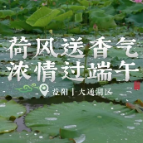 大通湖区：荷花送香气 浓情过端午