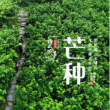 视频丨梅山茶事 · 芒种：举杯邀云来对饮 无尽妙趣桑茶情