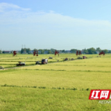 视频｜赫山区：早稻收割开镰 智能农机田间“比武”