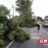 桃江：暴风雨将大树刮倒 公路部门紧急清理保畅通