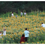 美丽高新 ①｜“新新”向荣，夏日“顶流”向日葵盛放