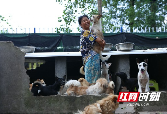 益阳：19年，她给了200多只流浪动物一个家