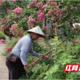 南县麻河口镇：“网格化”管理助力夏季苗木“管护”