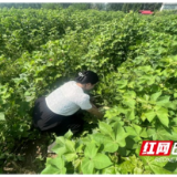 南县中鱼口镇：“棉”“瓜”套种 一地双收益